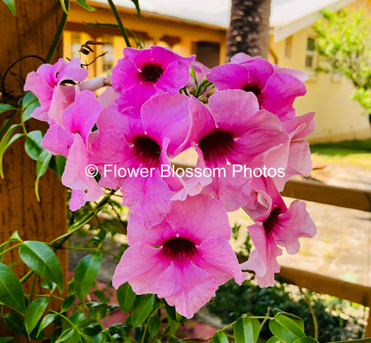 Gentle Pink Blossoms | High-Resolution Digital Image For Commercial Use