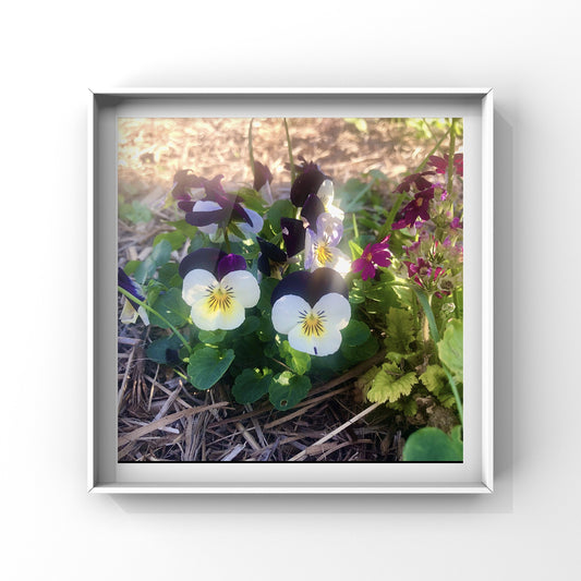 Colourful Viola Flowers Wall Art Printable, Vibrant Floral Photography, Elegant Botanical Decor, Digital Download