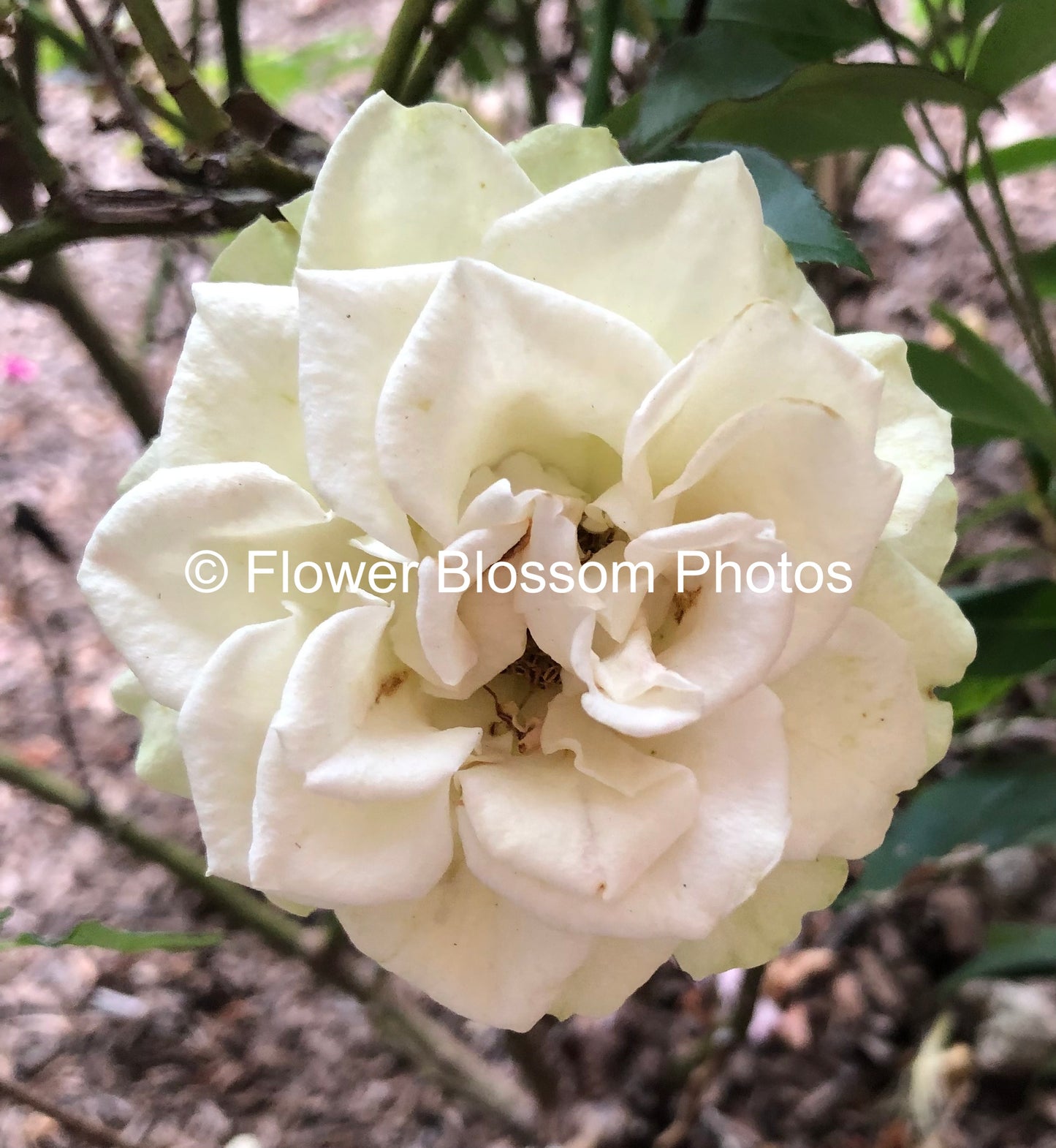 Timeless White Floral Elegance| High-Resolution Digital Image For Commercial Use