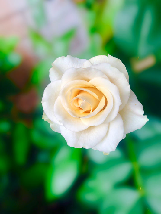 White French Rose Wall Art Printable, Flower Photography, Elegant Botanical Decor, Digital Download