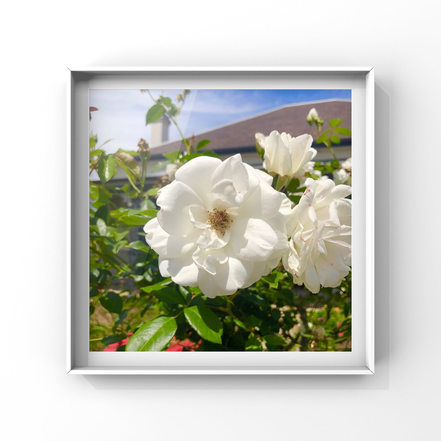 Tranquil White Blossoms| High-Resolution Digital Image For Personal Use