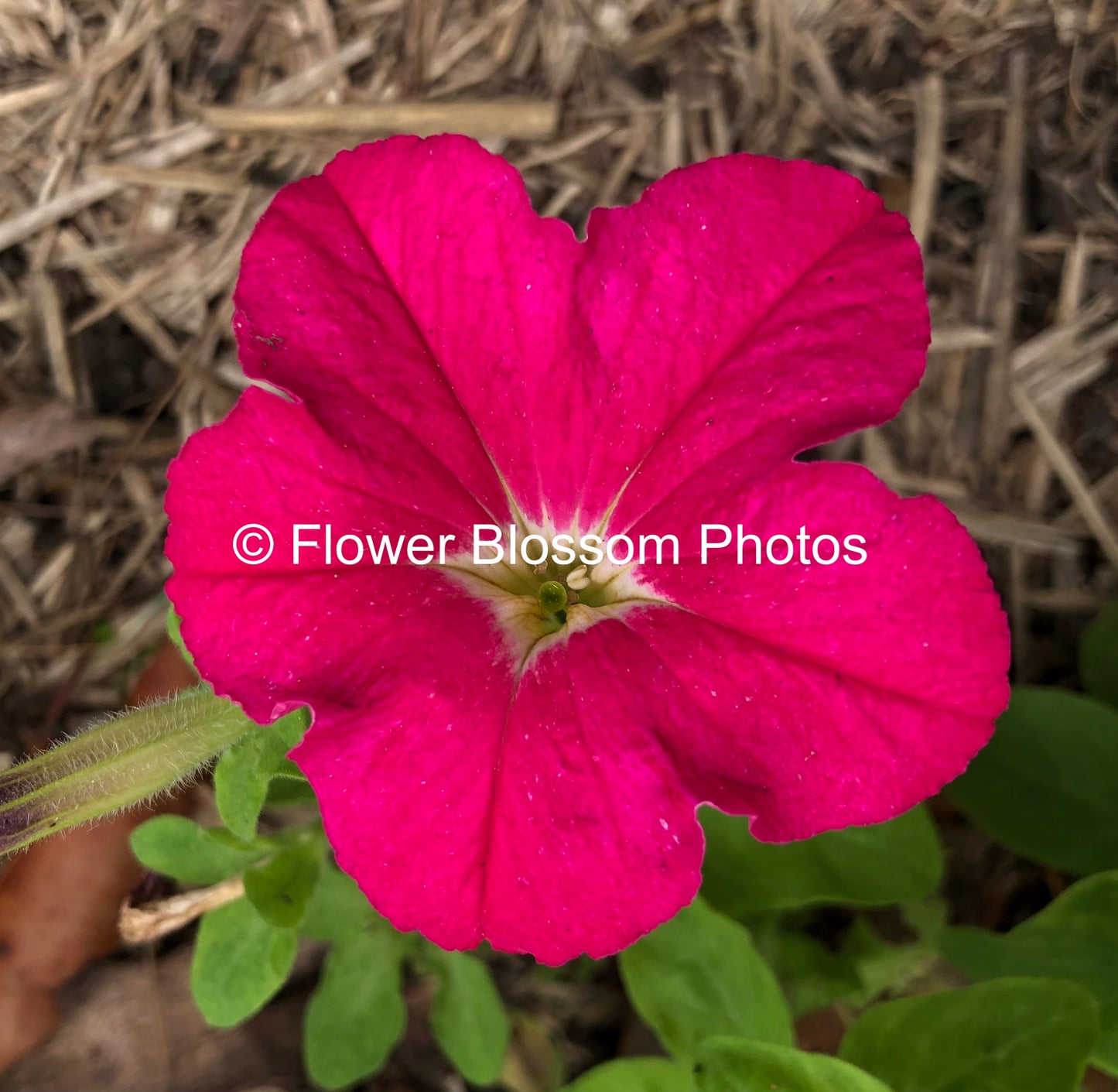 Pink Floral Delight| High-Resolution Digital Image For Personal Use