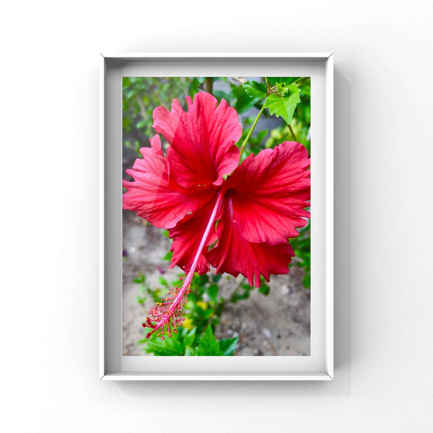 Red Floral Beauty| High-Resolution Digital Image For Personal Use