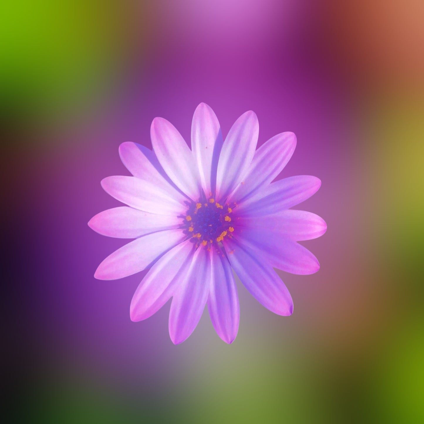 Vibrant Purple Daisy Wall Art Printable, Flower Photography, Elegant Botanical Decor, Digital Download