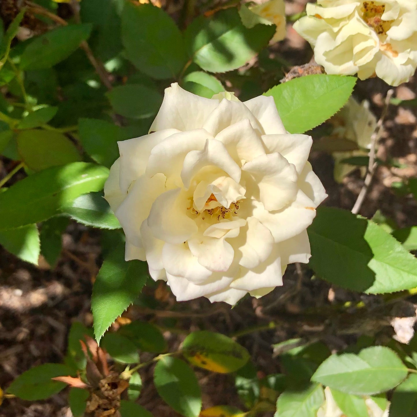 White Rose Wall Art Printable, Elegant Rose Flower Photography, Botanical Floral Decor, Flower Digital Download