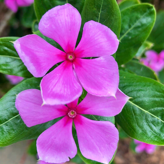 Pink Periwinkle Flower Wall Art Printable, Small Flower Photograph, Soft Garden Floral Decor, Botanical Digital Download