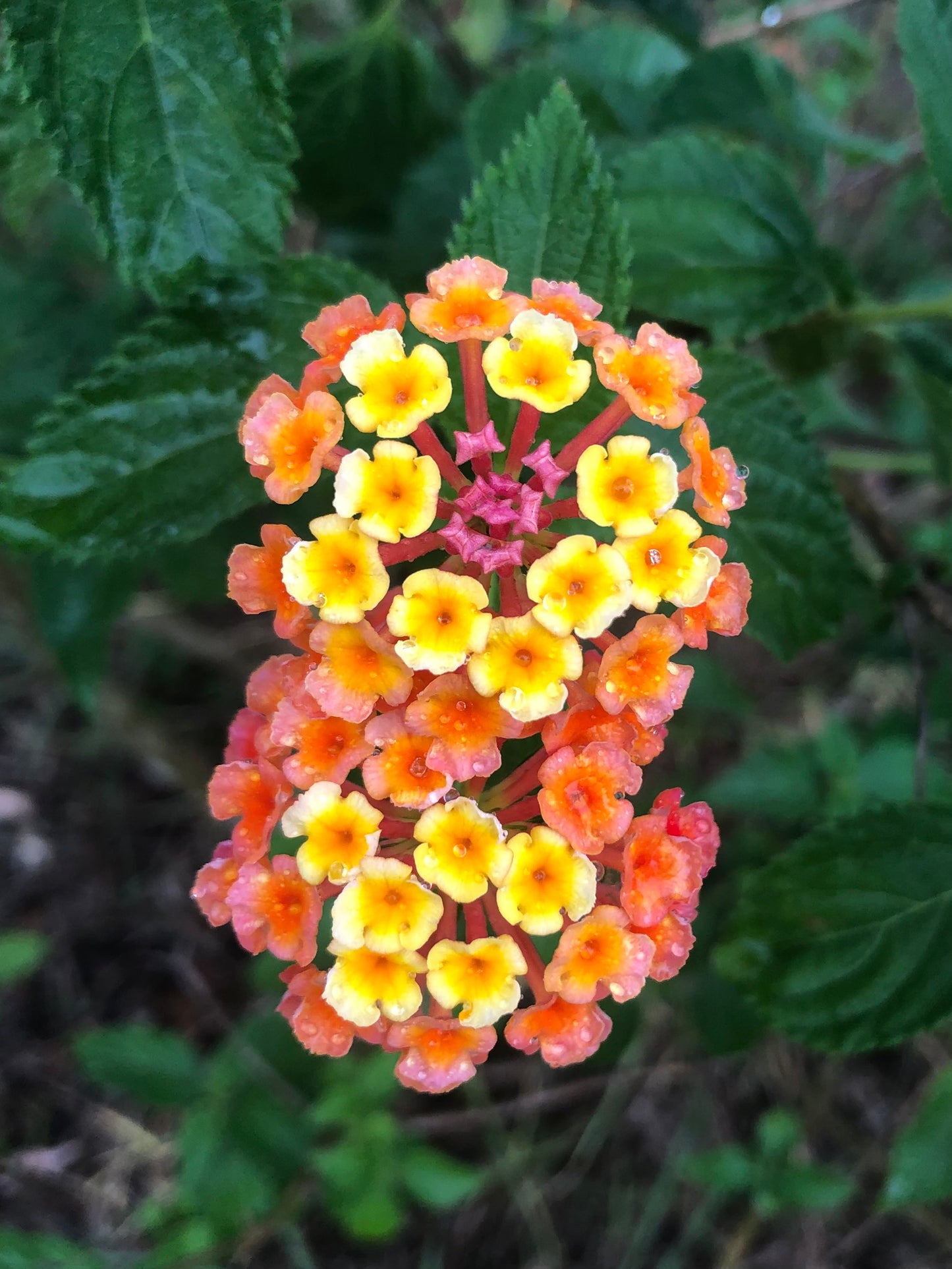 Colourful Lantana Flower Wall Art – Bright Garden Bloom Photography – Printable - Digital Download