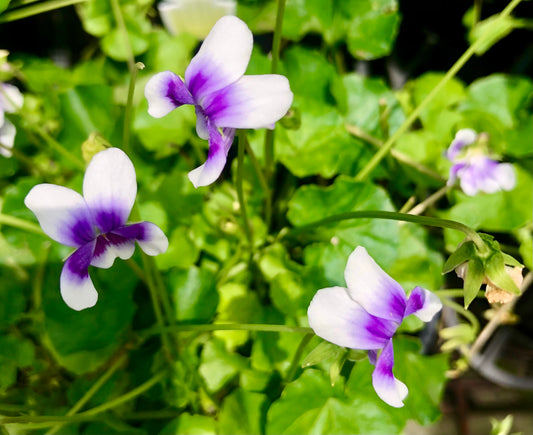 Purple and White Native Violet Printable Wall Art – Petite Flower Photography - Digital Download