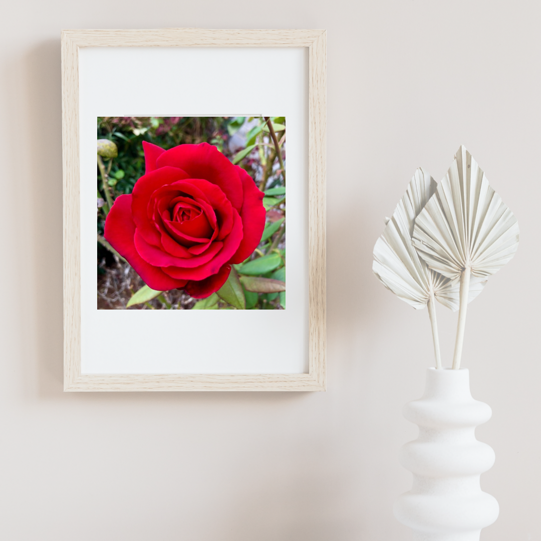 Red Rose Wall Art Printable, Flower Photography, Elegant Botanical Decor, Digital Download