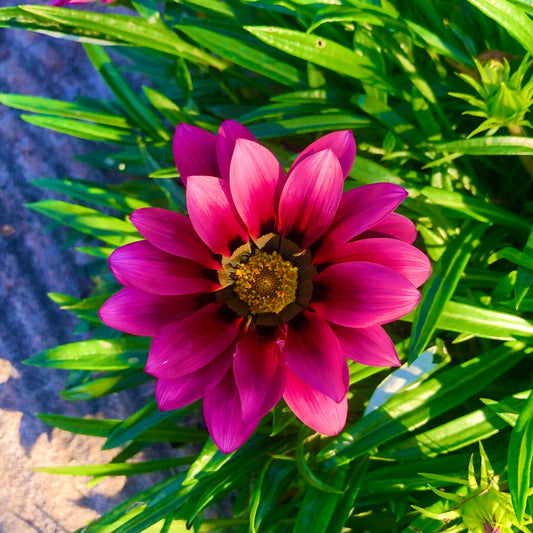 Vibrant Magenta Gazania Wall Art Printable, Flower Photography, Botanical Digital Download