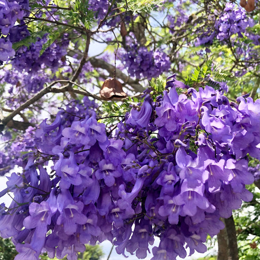 Purple Jacaranda Flower Wall Art Printable, Vibrant Botanical Photography, Lilac Floral Decor, Digital Download