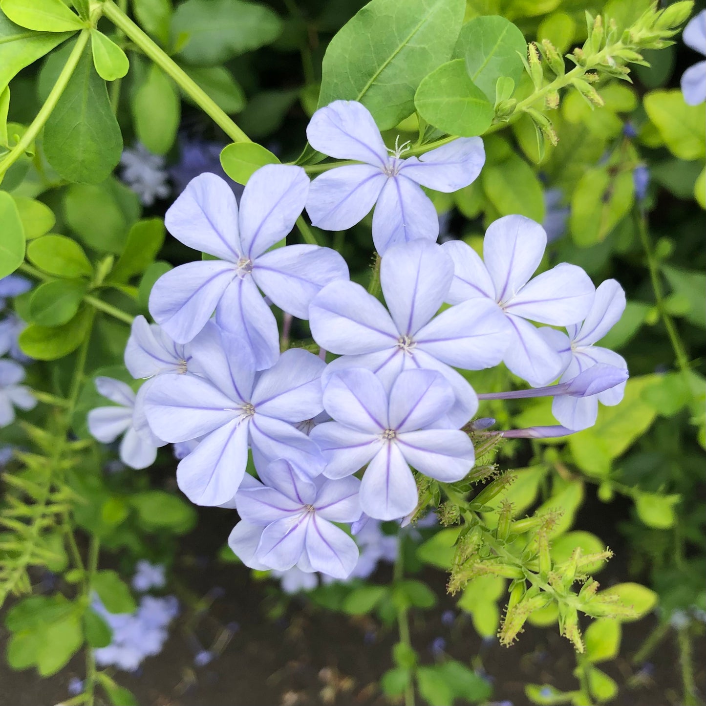 Purple Flowers Wall Art Printable, Small Garden Bloom Photography, Botanical Floral Decor, Nature Digital Download