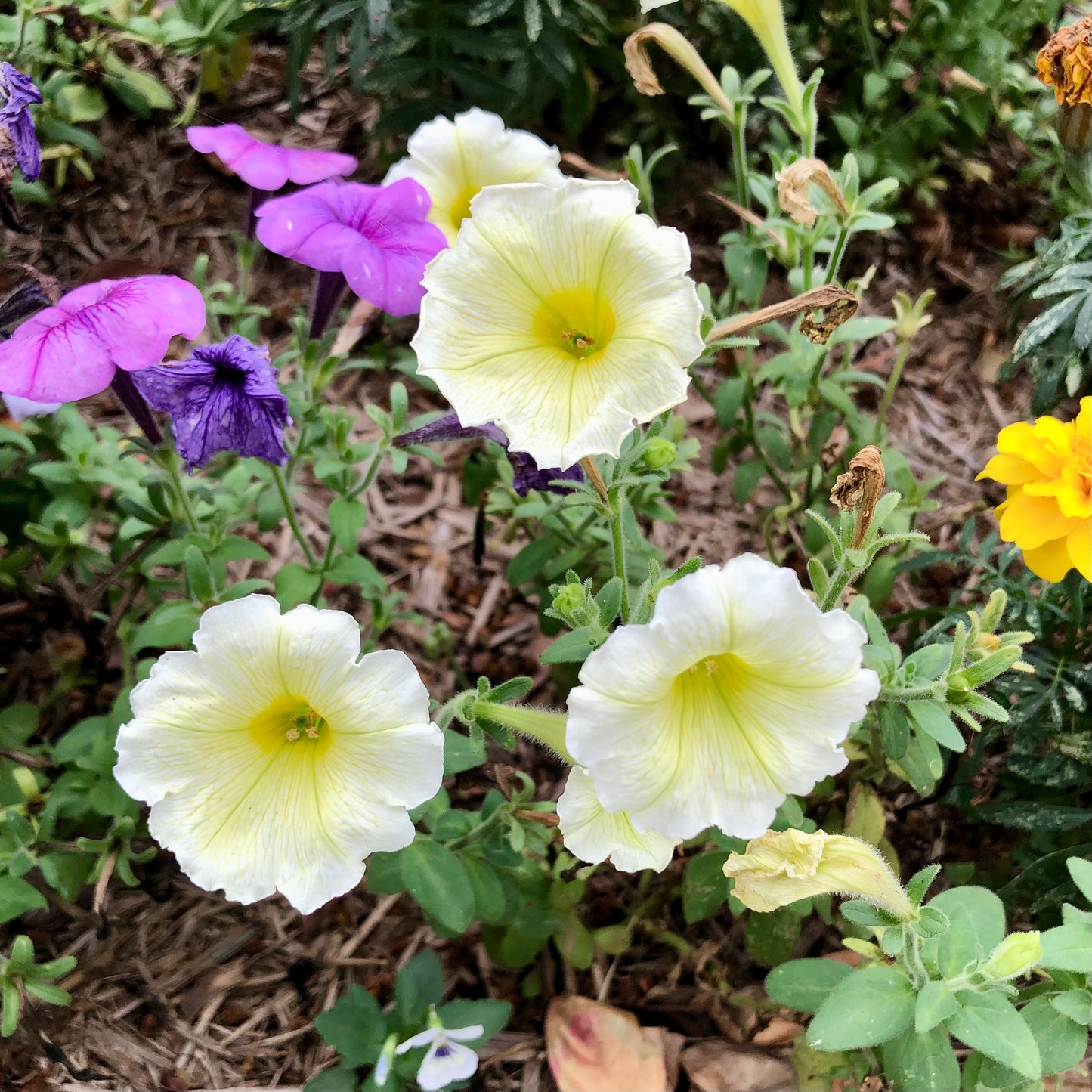 Yellow Petunia Wall Art Printable, Flower Photography, Bright Garden Bloom Decor, Botanical Digital Download