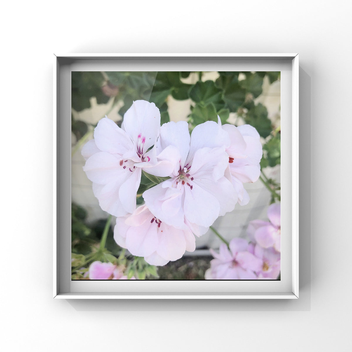 Light Pink And White Ivy Leaf Geranium Wall Art Printable, Garden Floral Photography, Soft Botanical Home Decor, Digital Download