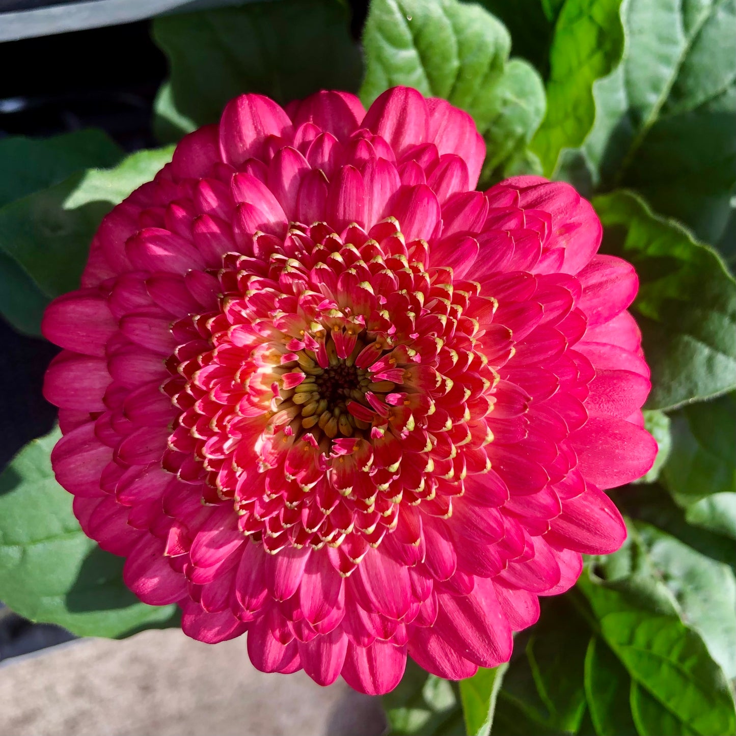 Pink Gerbera Daisy Wall Art Printable, Vibrant Flower Photography, Cheerful Floral Decor, Botanical Digital Download
