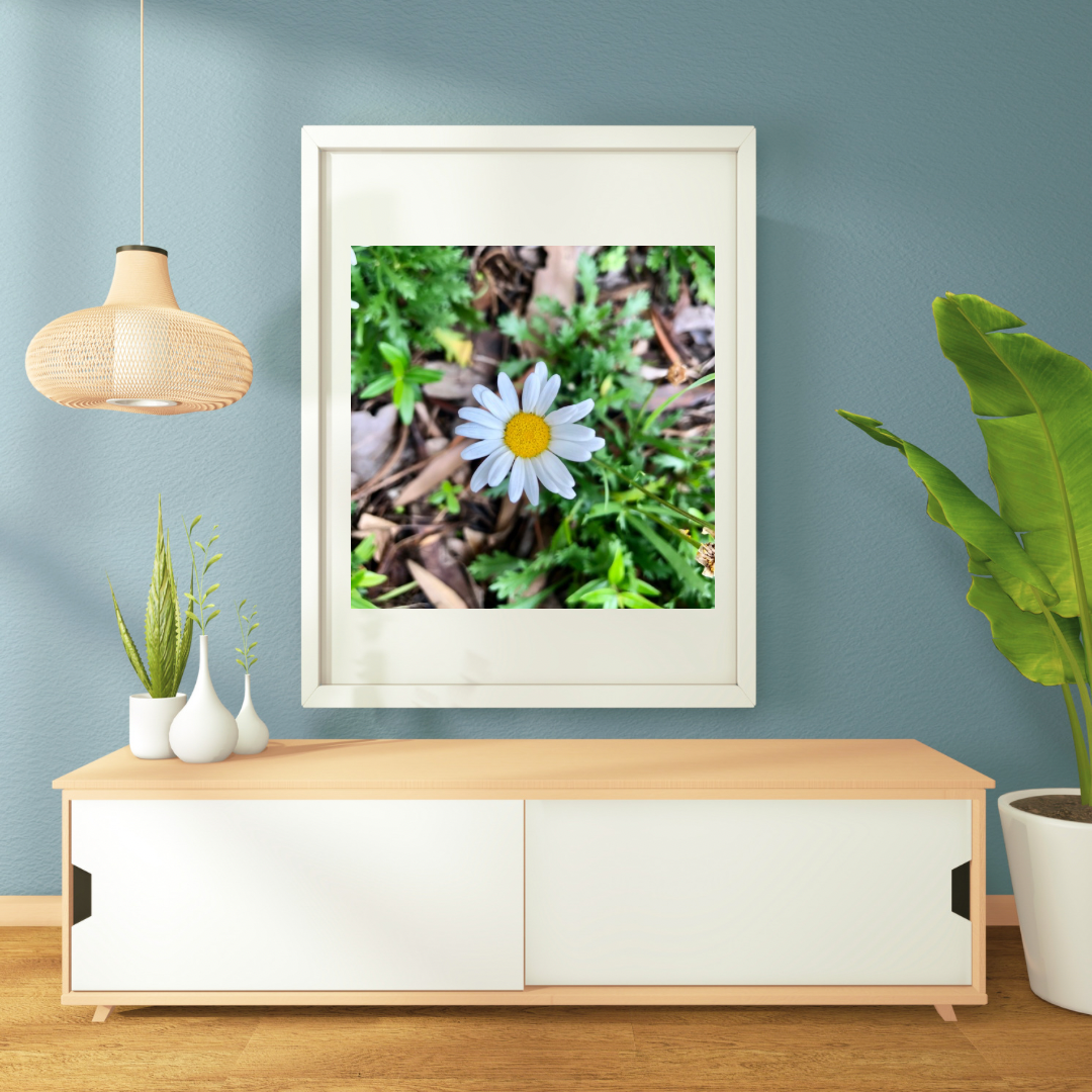 Small White Daisy Printable Wall Art, Minimalist Botanical Flower Photography, Digital Download