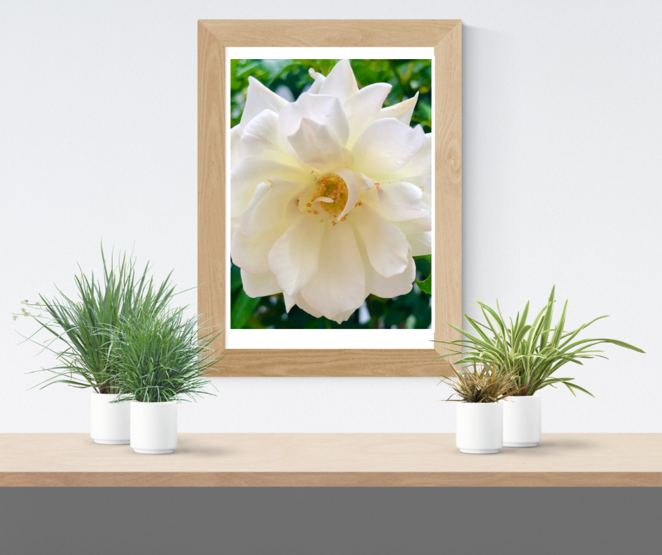 White Iceberg Rose Wall Art Printable, Flower Photography, Elegant Botanical Decor, Digital Download