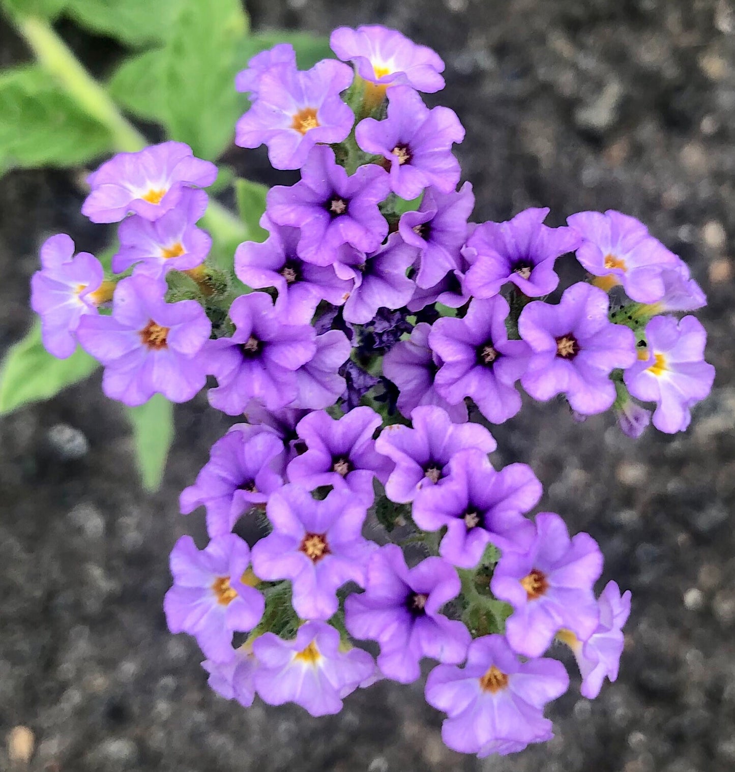 Purple Flower Printable Wall Art, Vibrant Garden Floral Photography, Digital Download