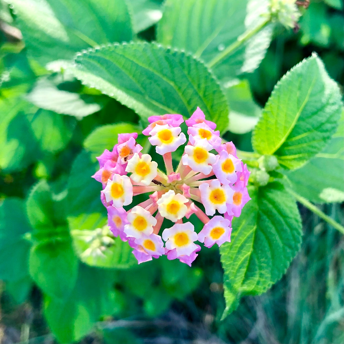 Pink White Yellow Lantana Camara Wall Art Printable, Flower Photography, Colourful Garden Bloom Decor, Botanical Digital Download