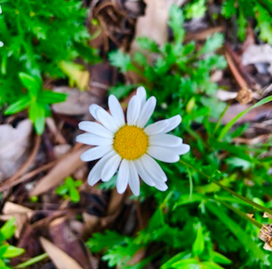 Small White Daisy Printable Wall Art – Minimalist Botanical Flower Photography - Digital Download