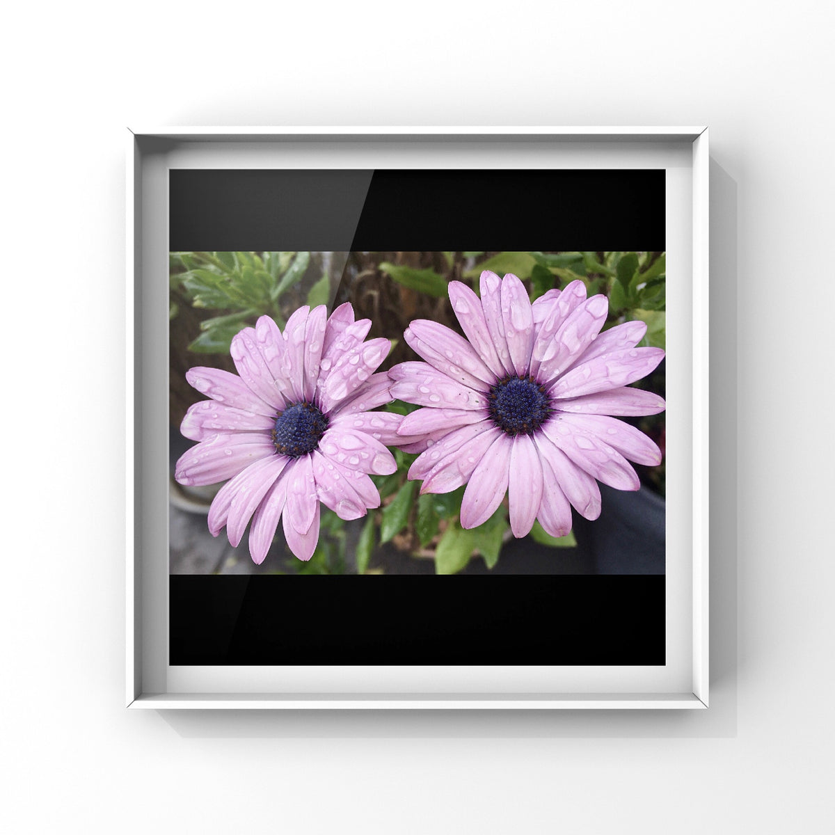 Purple Daisies Printable Wall Art, Vibrant Botanical Flower Photography, Digital Download