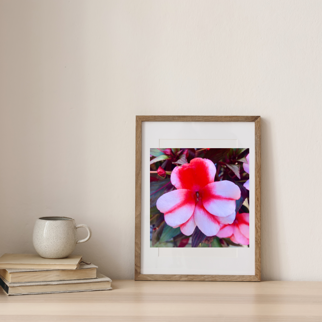 Red and Light Pink Impatiens Printable Wall Art, Vibrant Botanical Flower Photography, Digital Download