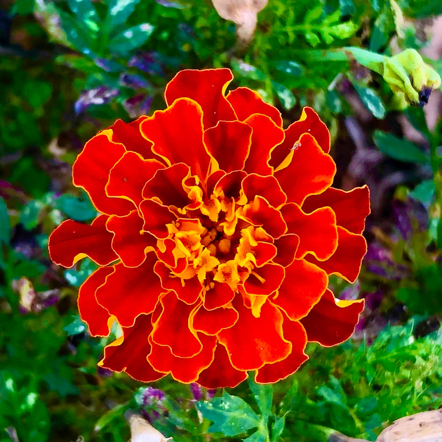 Orange Marigold Flower Wall Art Printable, Vibrant Dreamy Floral Photography, Elegant Botanical Decor, Digital Download