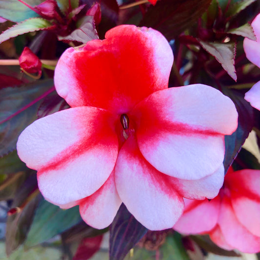 Red and Light Pink Impatiens Printable Wall Art, Vibrant Botanical Flower Photography, Digital Download