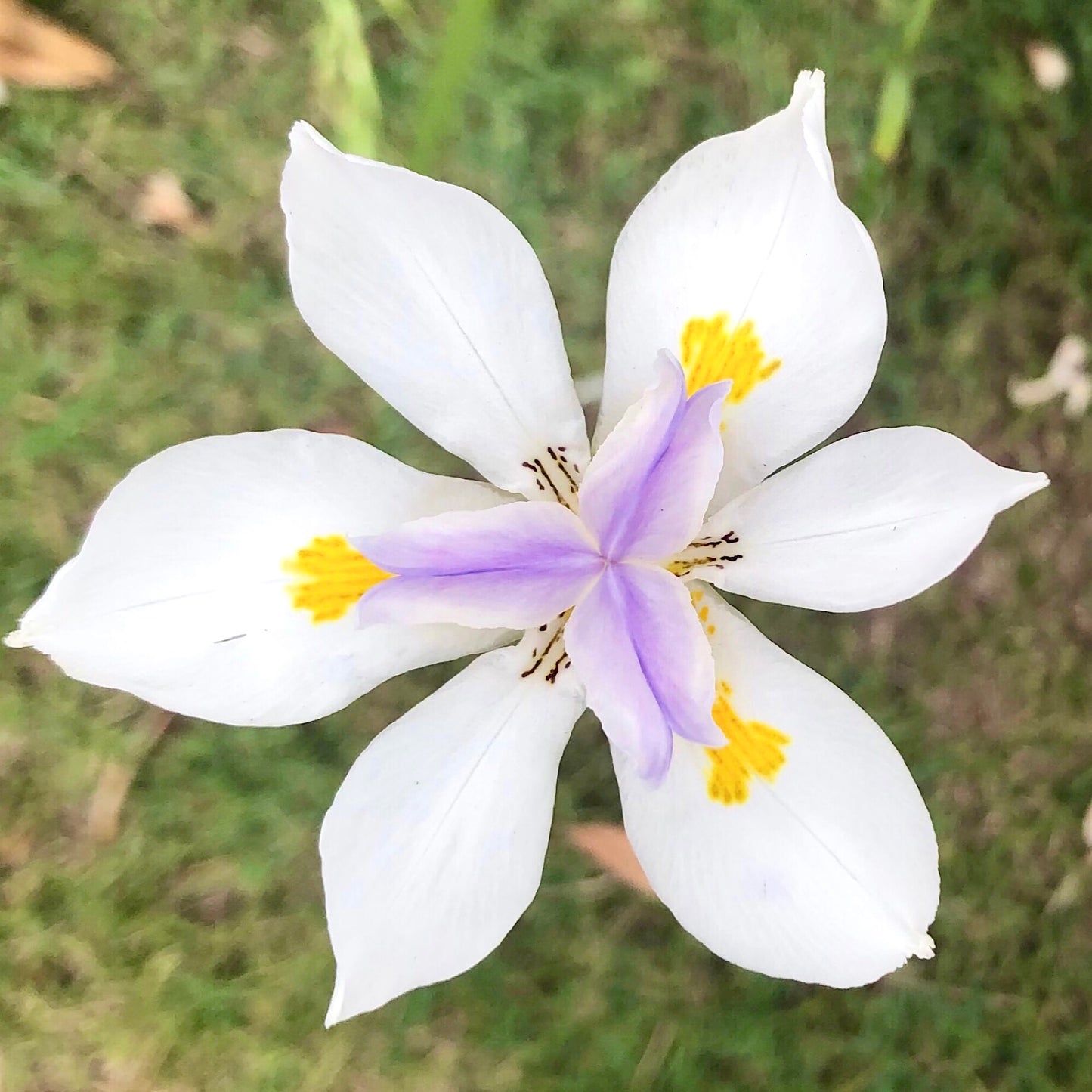 White Purple and Yellow Flower Wall Art Printable, Vibrant Garden Bloom Photography, Colourful Floral Decor, Botanical Digital Download