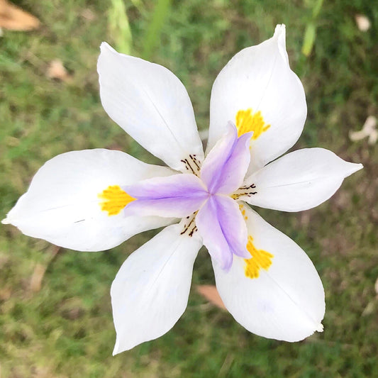 White Purple and Yellow Flower Wall Art Printable, Vibrant Garden Bloom Photography, Colourful Floral Decor, Botanical Digital Download