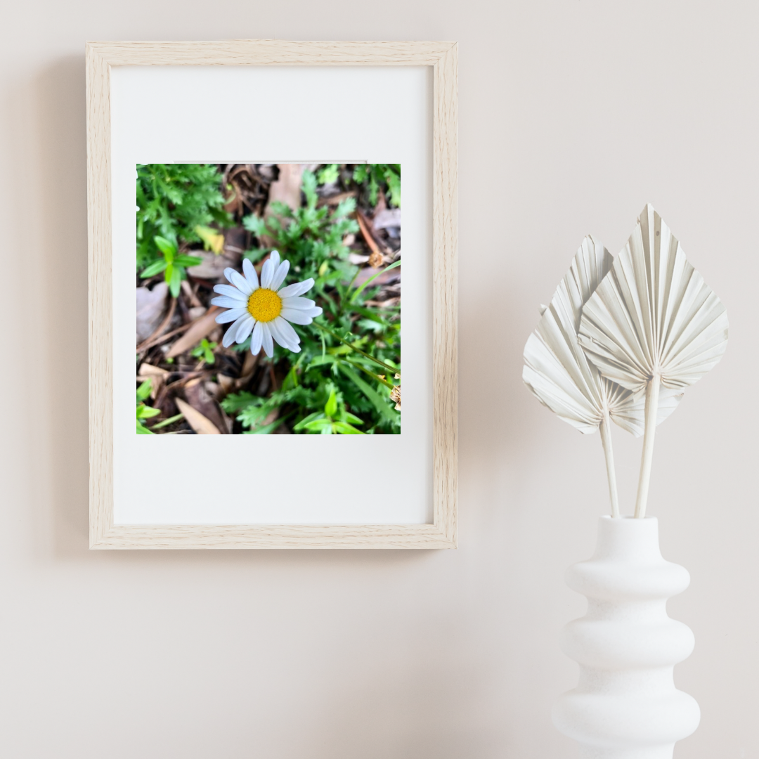 Small White Daisy Printable Wall Art, Minimalist Botanical Flower Photography, Digital Download