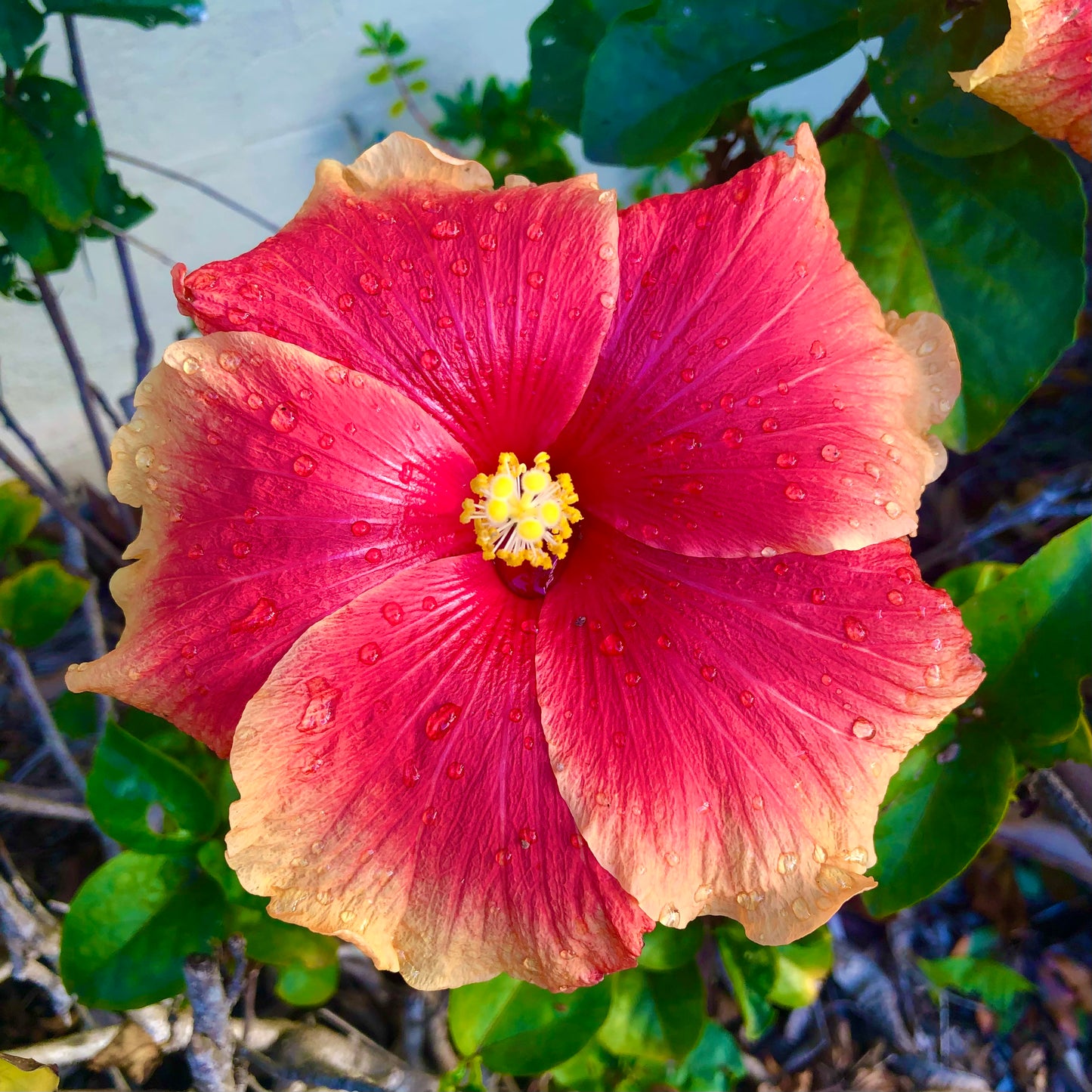 Large Hibiscus Flower Wall Art Printable, Tropical Flower Photography, Vibrant Botanical Decor, Digital Download