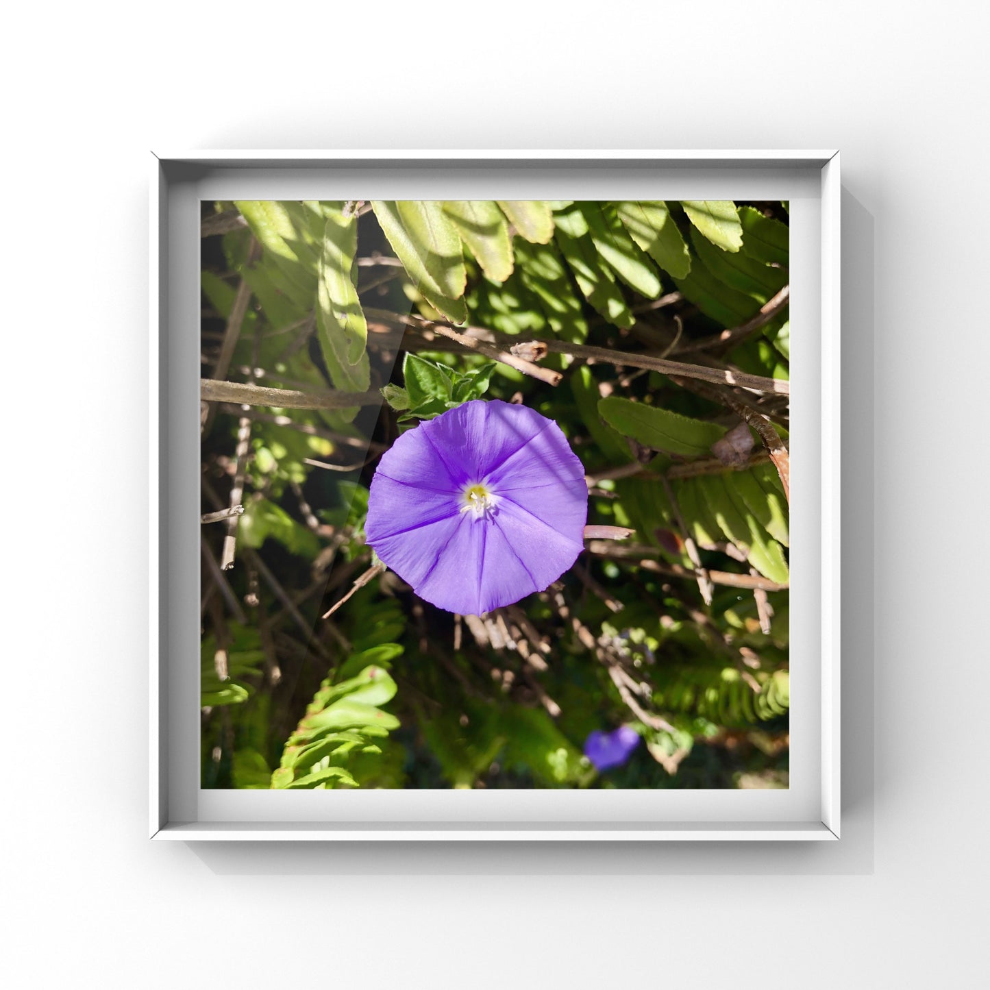 Small Purple Serenity| High-Resolution Digital Image For Personal Use