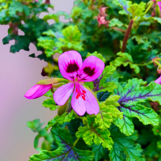 Pink Scented Geranium Wall Art Printable, Flower Photography, Botanical Digital Download
