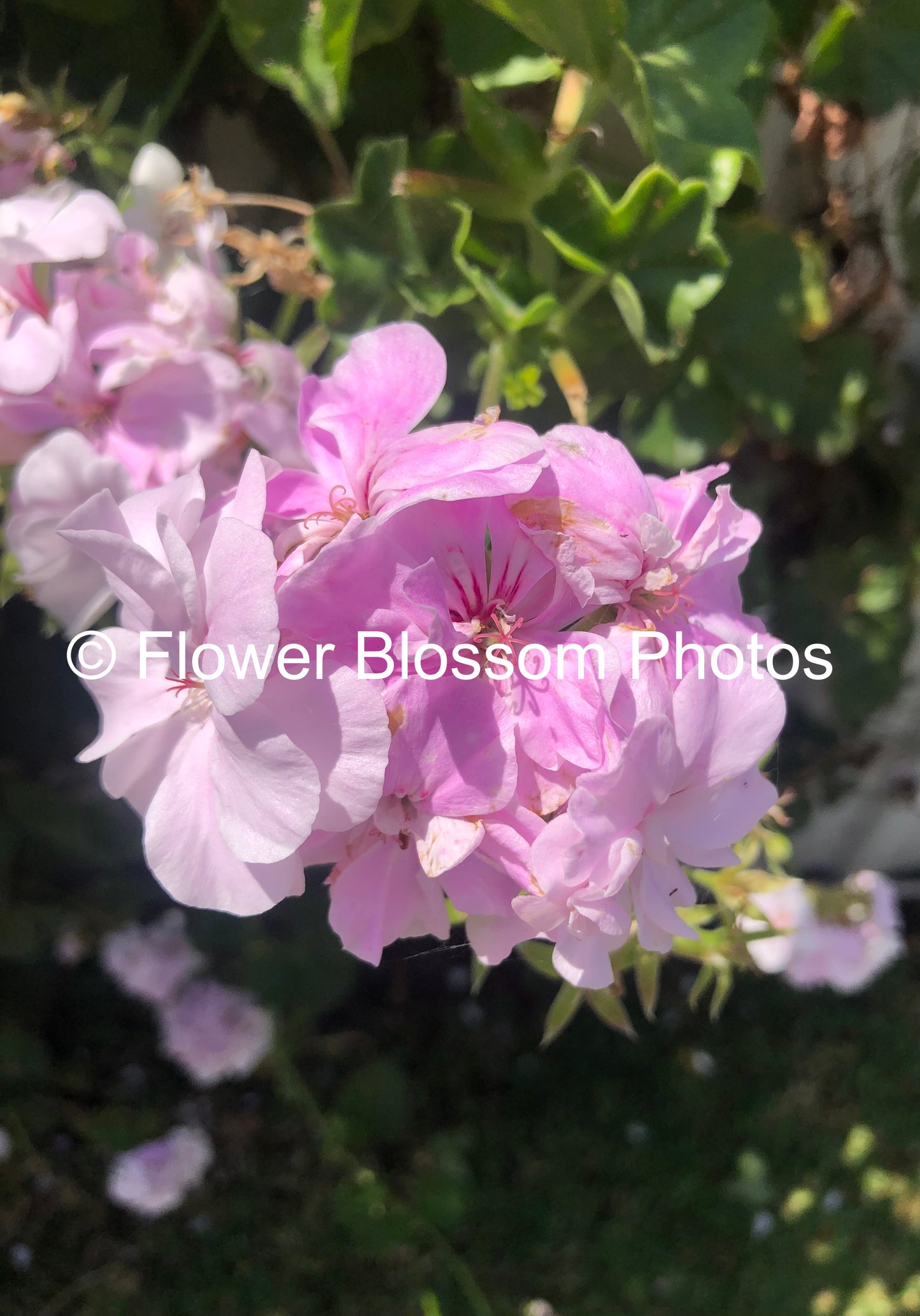 Subtle Pink Floral Charm| High-Resolution Digital Image For Personal Use