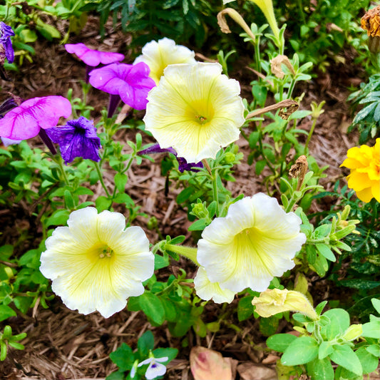 Yellow Daisies in a Garden Wall Art Printable, Flower Photography, Cheerful Botanical Decor, Digital Download