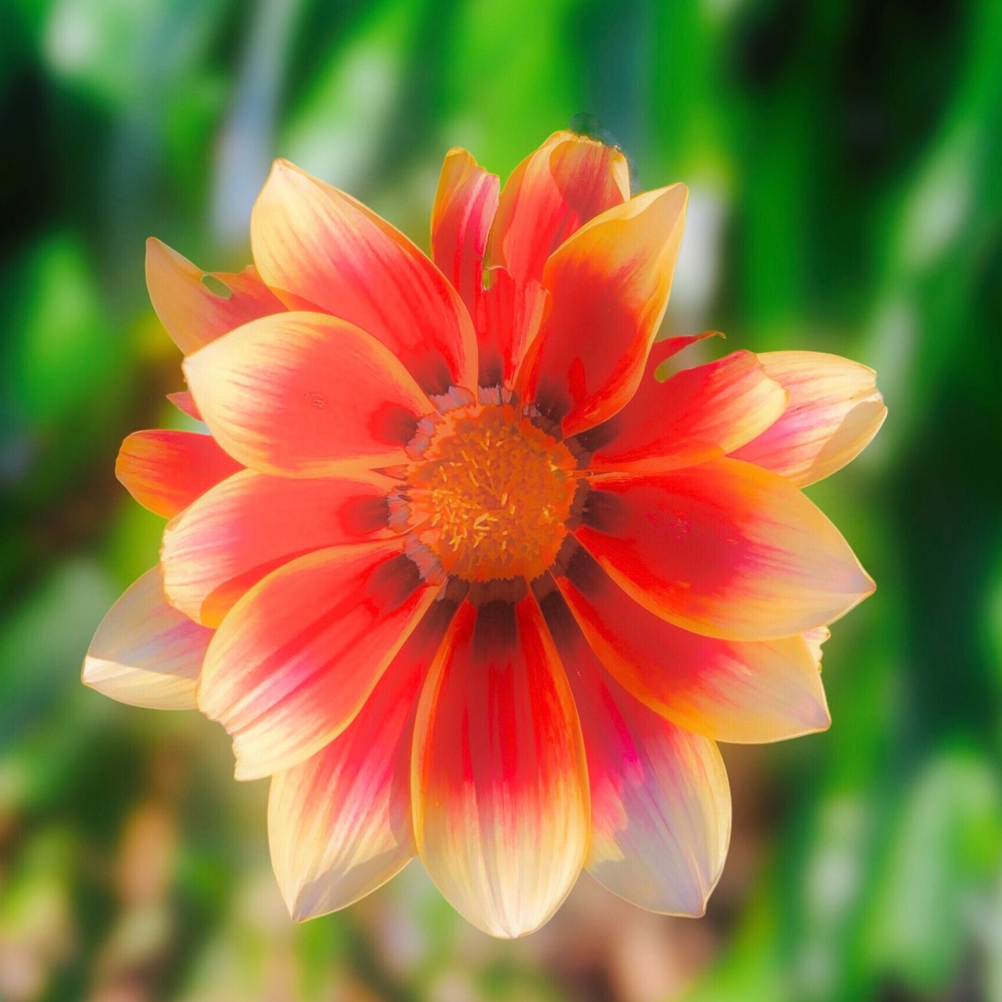 Orange Gazania Flower Wall Art Printable, Vibrant Botanical Photography, Floral Digital Download