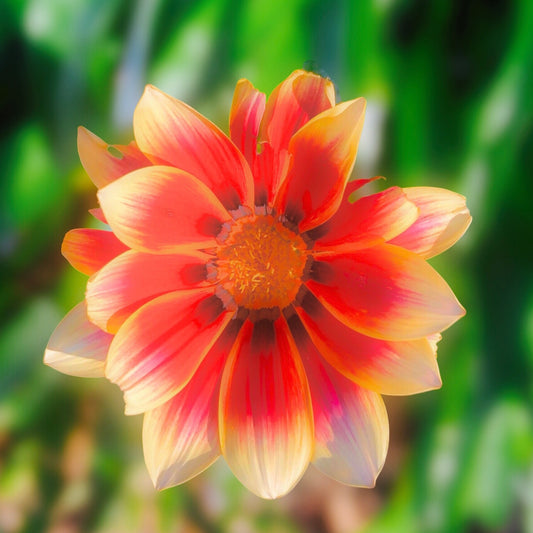 Orange Gazania Flower Wall Art Printable, Vibrant Botanical Photography, Floral Digital Download