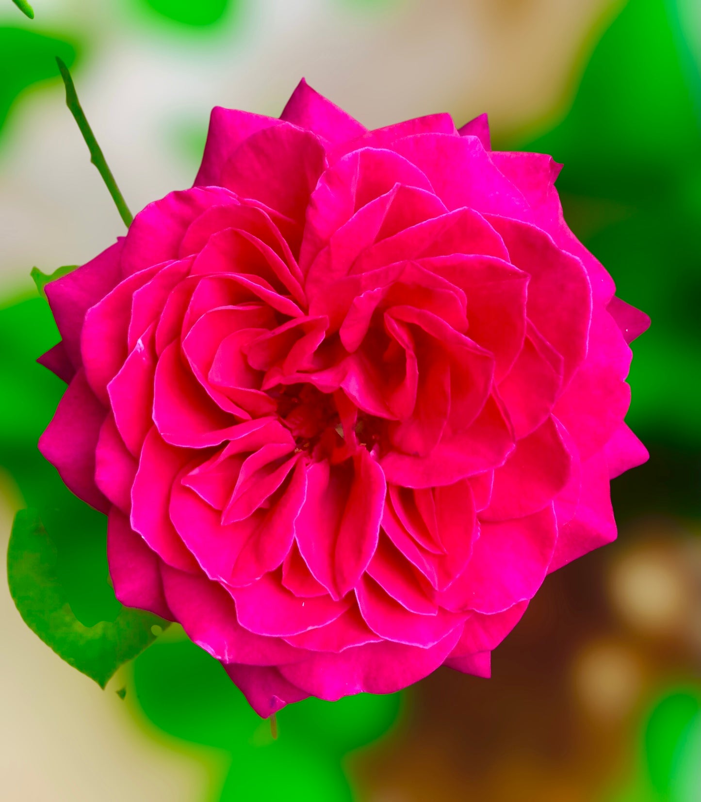 Magenta Garden Rose Wall Art Printable, Flower Photography, Elegant Botanical Decor, Digital Download