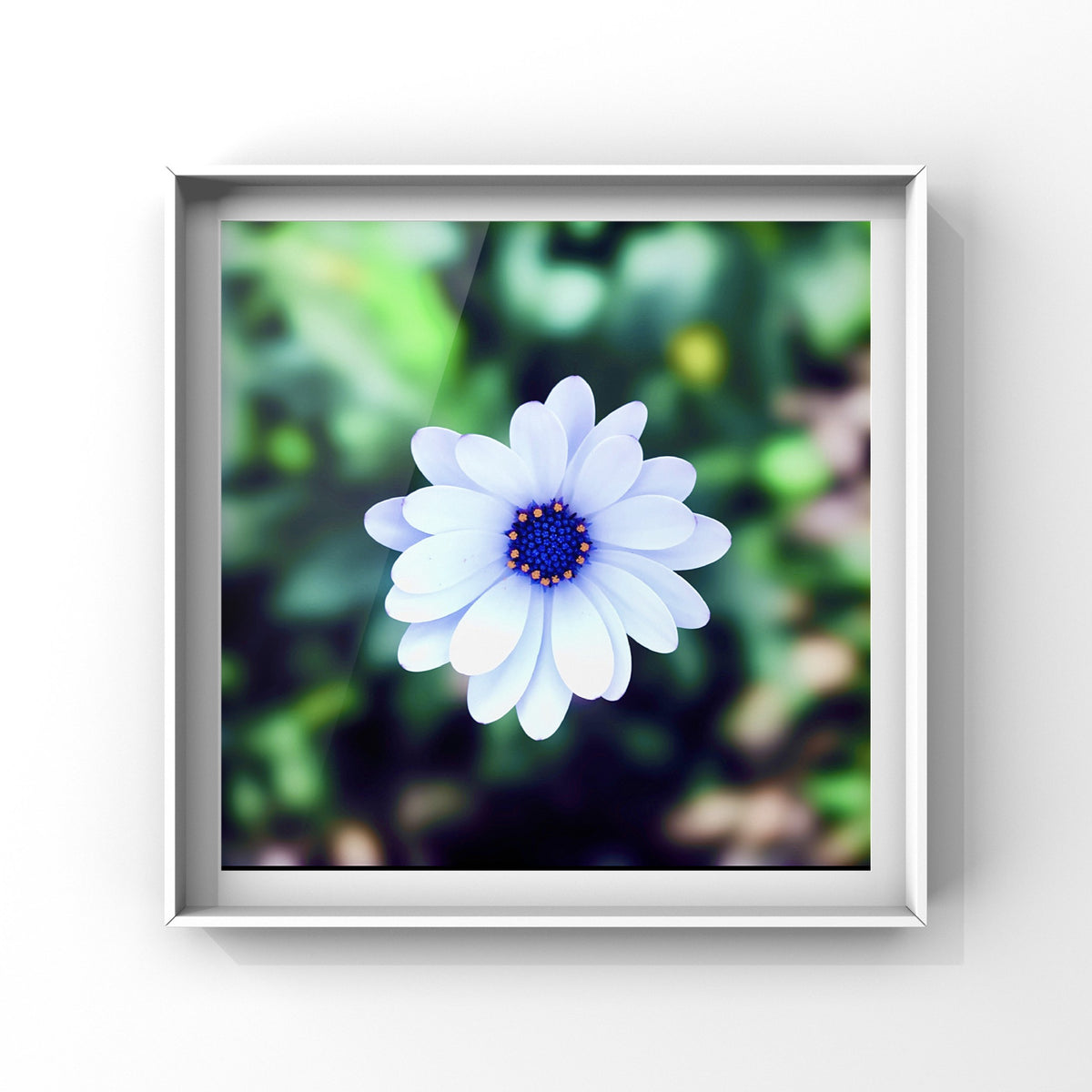 White Daisy Wall Art Printable, Flower Photography, Elegant Botanical Decor, Digital Download