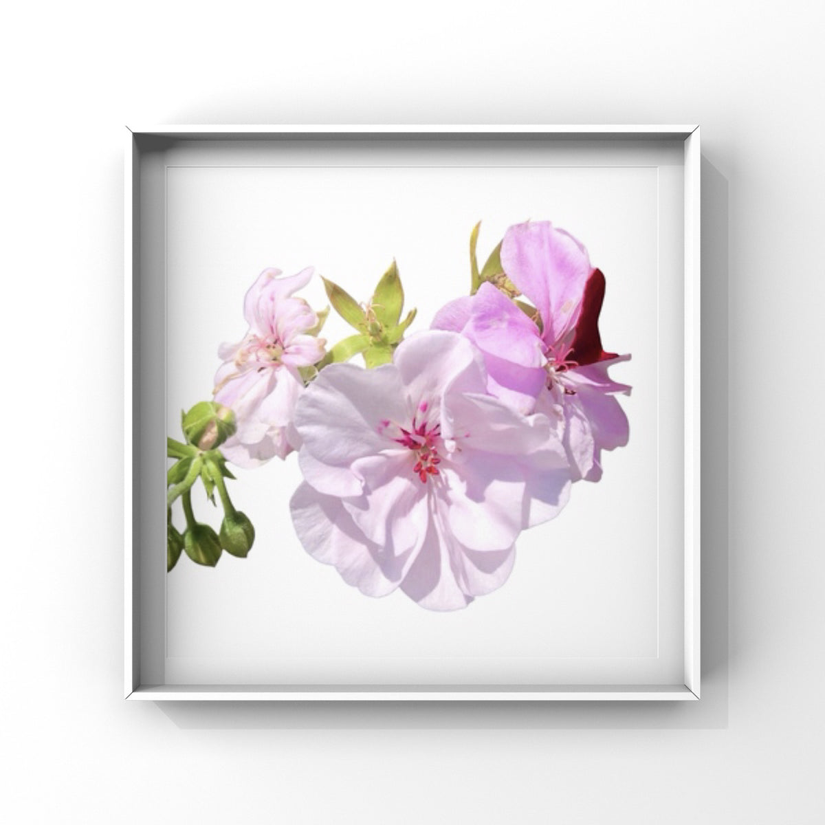 Light Pink Geranium Flowers Wall Art Printable, Elegant Botanical Photography, Floral Digital Download
