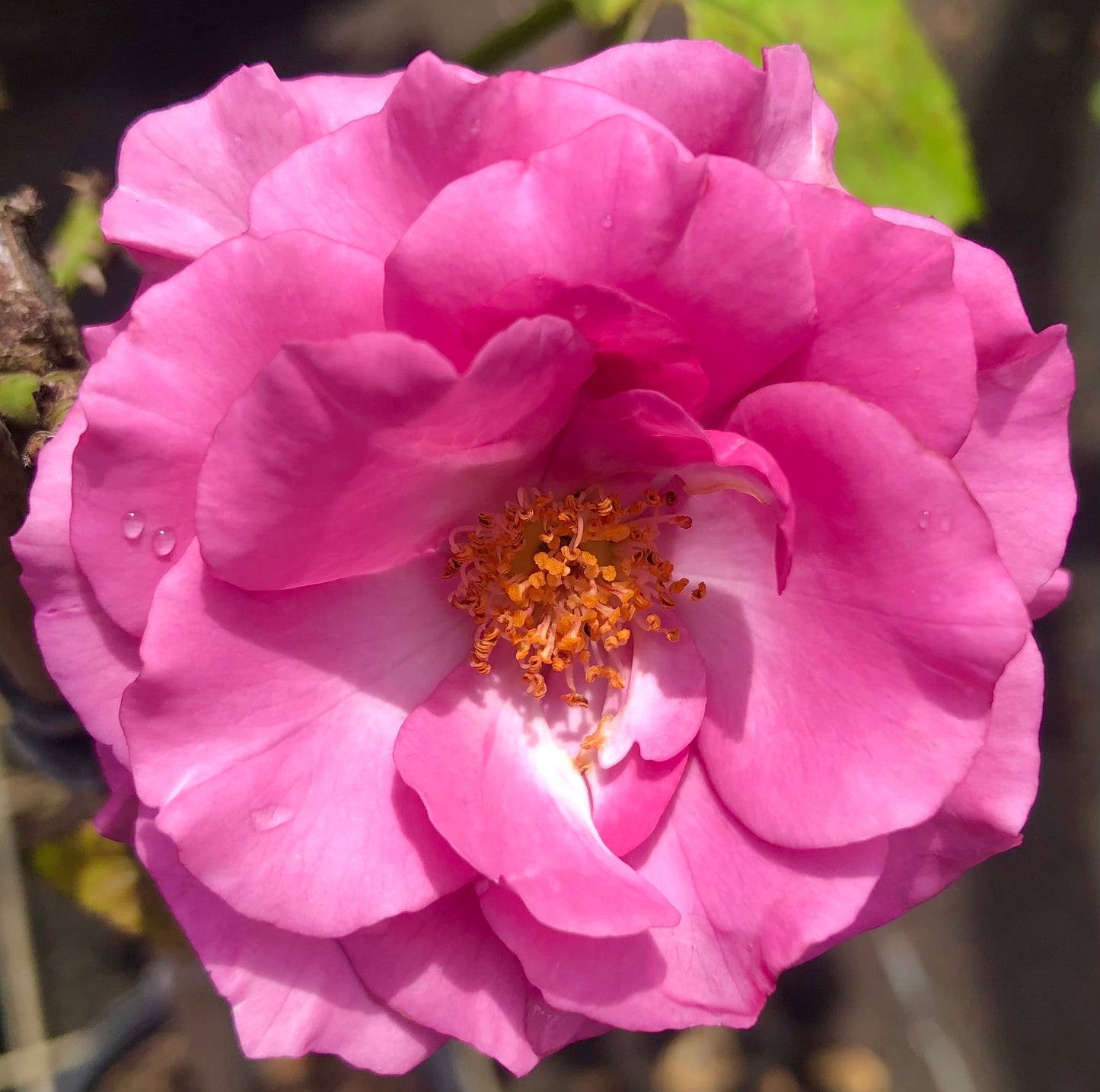 Pink Rose Printable Wall Art, Elegant Botanical Flower Photography, Digital Download