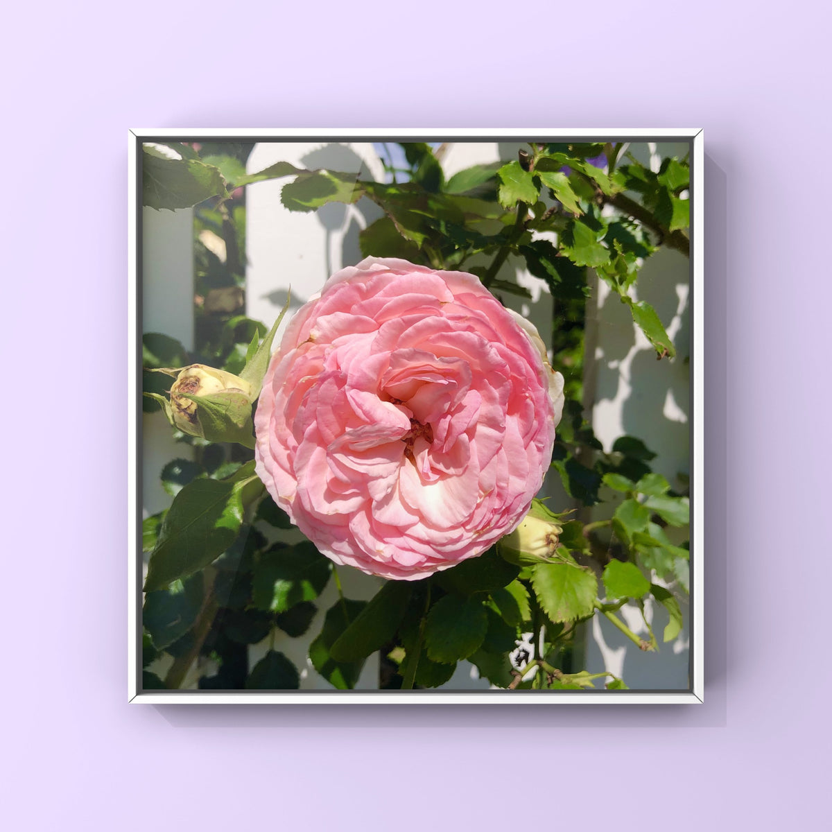 Pink Garden Rose Wall Art Printable, Floral Photography, Botanical Decor, Digital Download