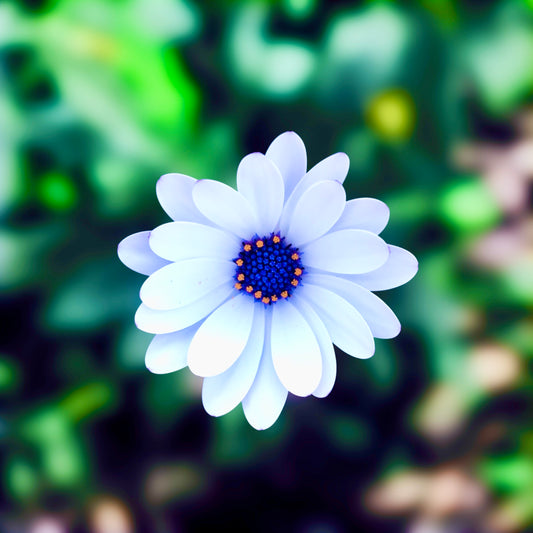 White Daisy Wall Art Printable, Flower Photography, Elegant Botanical Decor, Digital Download