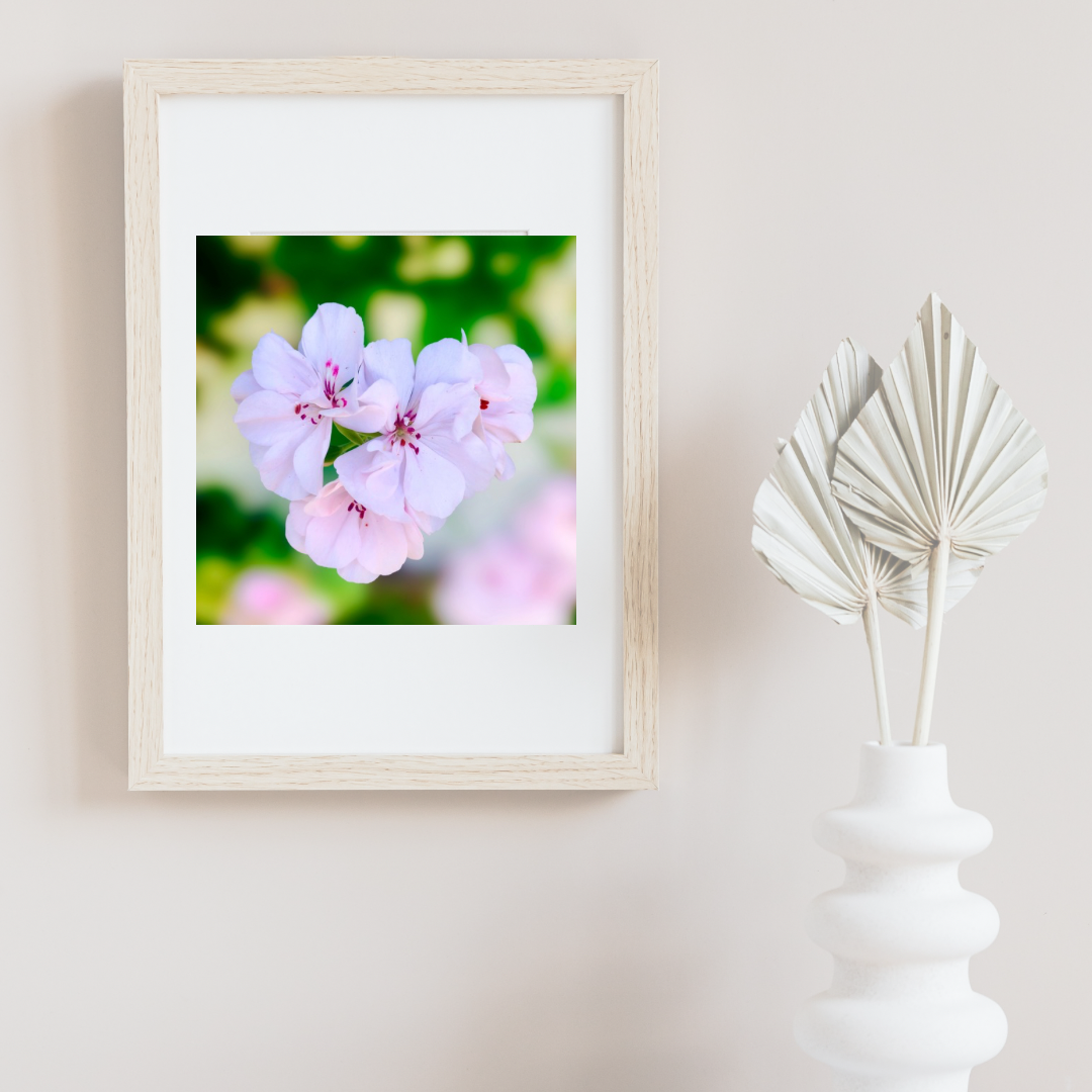 Pink and White Geranium Wall Art Printable, Flower Photography, Elegant Botanical Decor, Digital Download