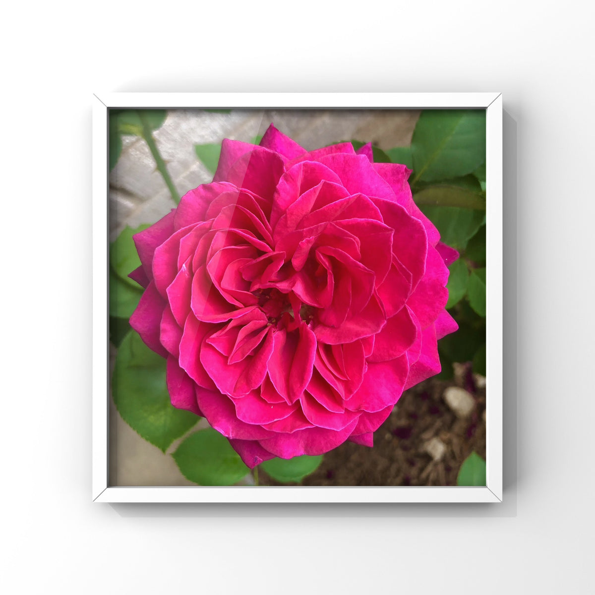 10 Rose Photography Bundle, Printable Floral Wall Art Collection, Botanical Decor, Digital Download