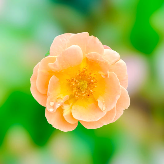 Peach Rose Wall Art Printable, Flower Photography, Elegant Botanical Decor, Digital Download