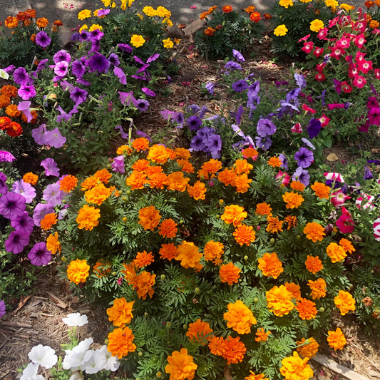 Mixed Flower Garden Wall Art Printable, Flower Photography, Vibrant Flower Decor, Botanical Digital Download