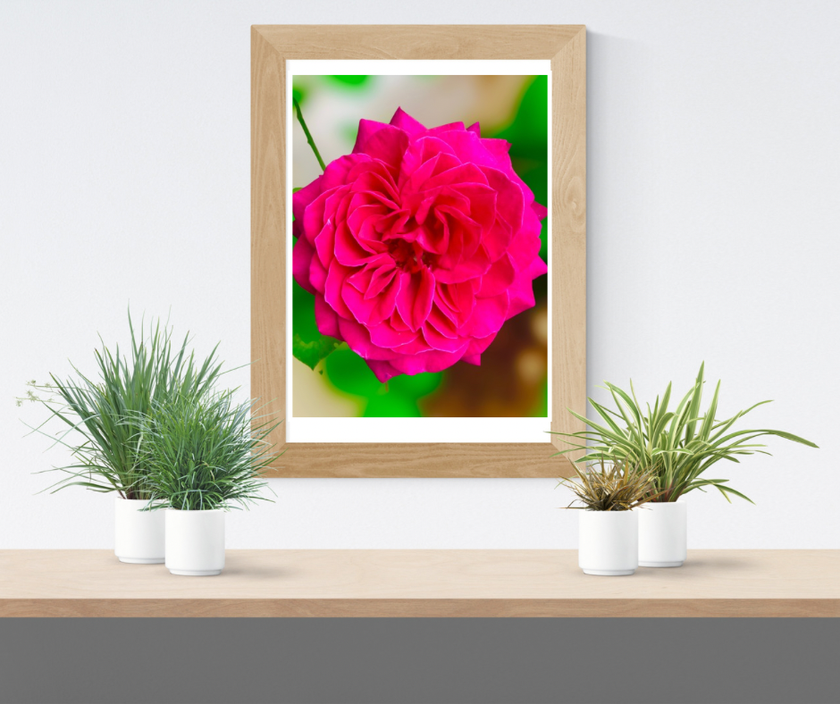 Magenta Garden Rose Wall Art Printable, Flower Photography, Elegant Botanical Decor, Digital Download