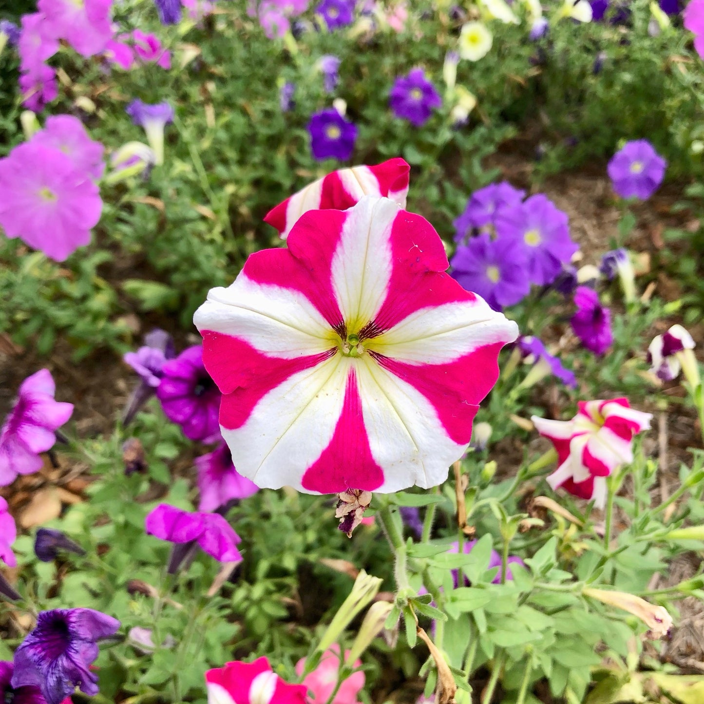 Pink and White Petunia Wall Art Printable, Flower Photography, Soft Garden Bloom Decor, Botanical Digital Download
